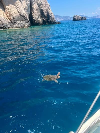 A loggerhead sea turtle, Caretta caretta, surfacing in deep blue water beside rocks in Zakynthos